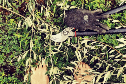 CURSO PODA DE OLIVOS EN VASO POLICONICO