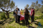 PICNIC EN OLIVAR - Imagen 5