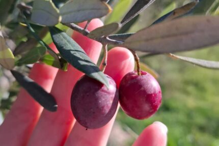 DOMINGO 9 NOVIEMBRE VEN A RECOGER ACEITUNAS POR UN DÍA + CATA DE ACEITE, VINO Y GASTRONOMIA